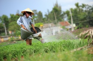 Watering vegetable