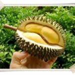 Top Tropical Fruits in Vietnam